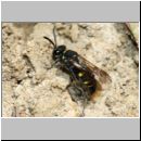 Nysson trimaculatus - Grabwespe 03b 6-7mm OS-Hasbergen Lehmhuegel.jpg